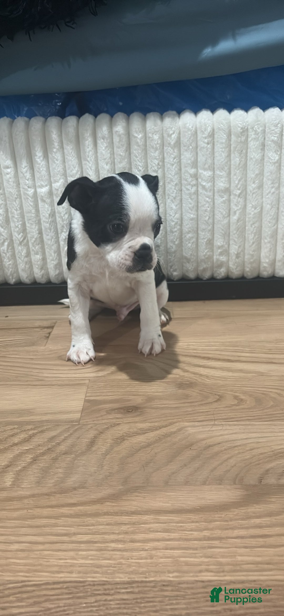 Mixed Breed dogs for sale: Mixed Breed Puppy 1 - Ad 3