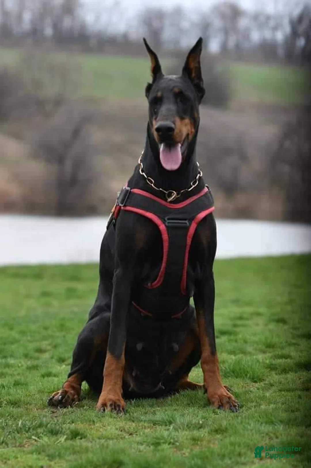 Doberman Pinscher dogs for sale: Doberman Pinscher Puppy 2 - Ad 4
