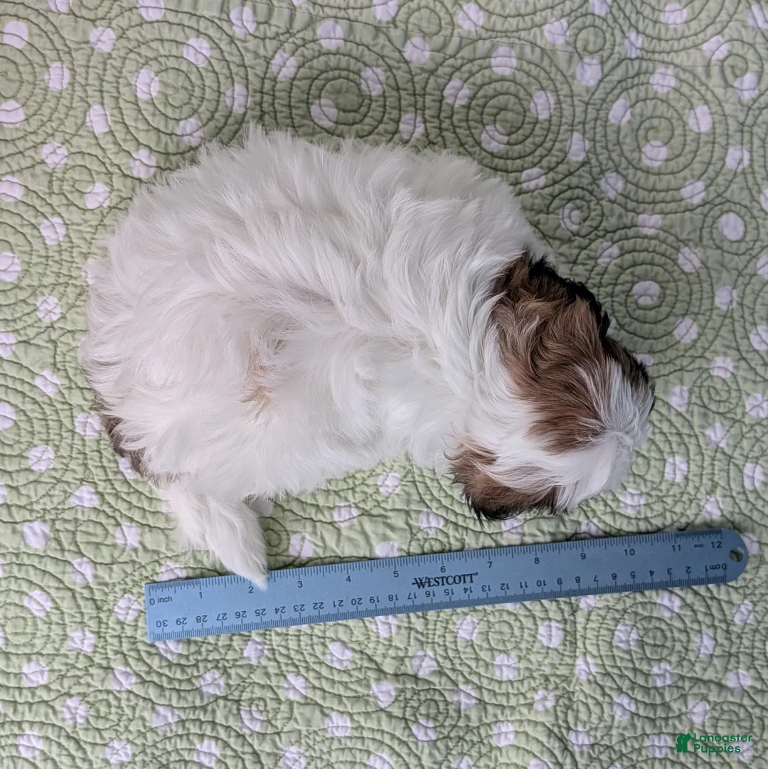 Teddy Bear dogs for sale: Owl - Ad 12