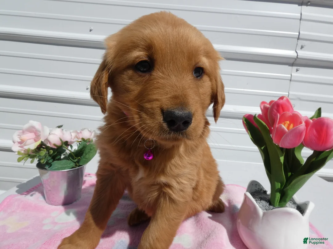 Golden Retriever dogs for sale: Golden Retriever Puppy 2 Mable - Ad 2