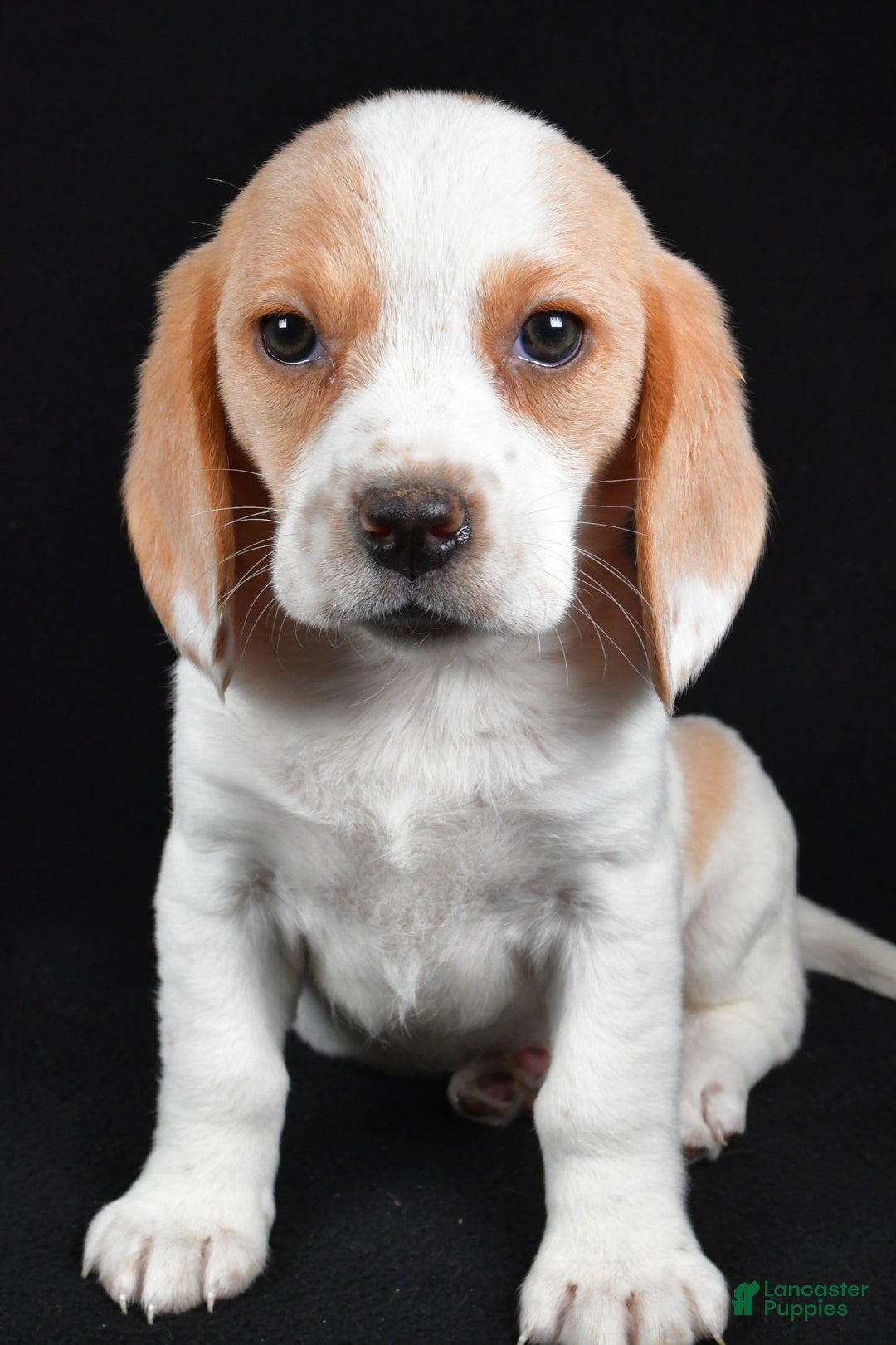 Beagle dogs for sale: Allie - Ad 7