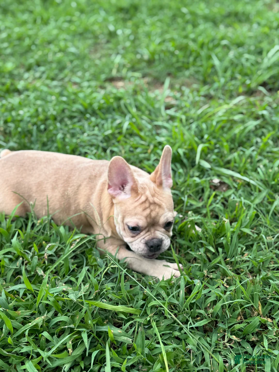 French Bulldog dogs for sale: French Bulldog Puppy 2 - Ad 1