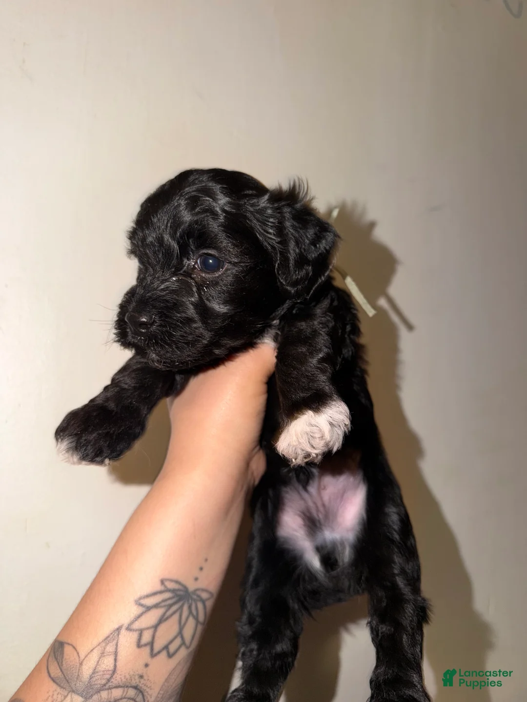 Havapoo dogs for sale: Fern - Ad 2