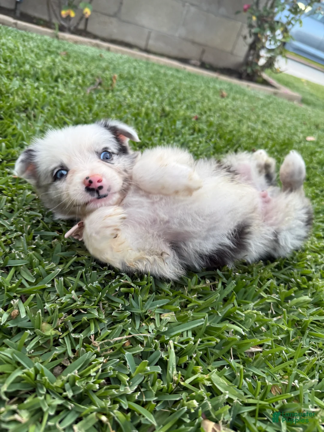Australian Shepherd dogs for sale: Australian Shepherd Puppy 7 - Ad 2