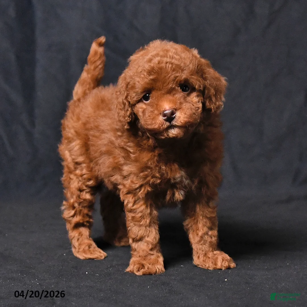 Toy Poodle dogs for sale: Zorro - Ad 2