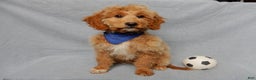 Mini Goldendoodle dogs for sale: Odie - Ad 6