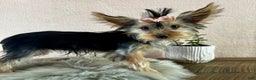 Yorkshire Terrier dogs for sale: Shania - Ad 15