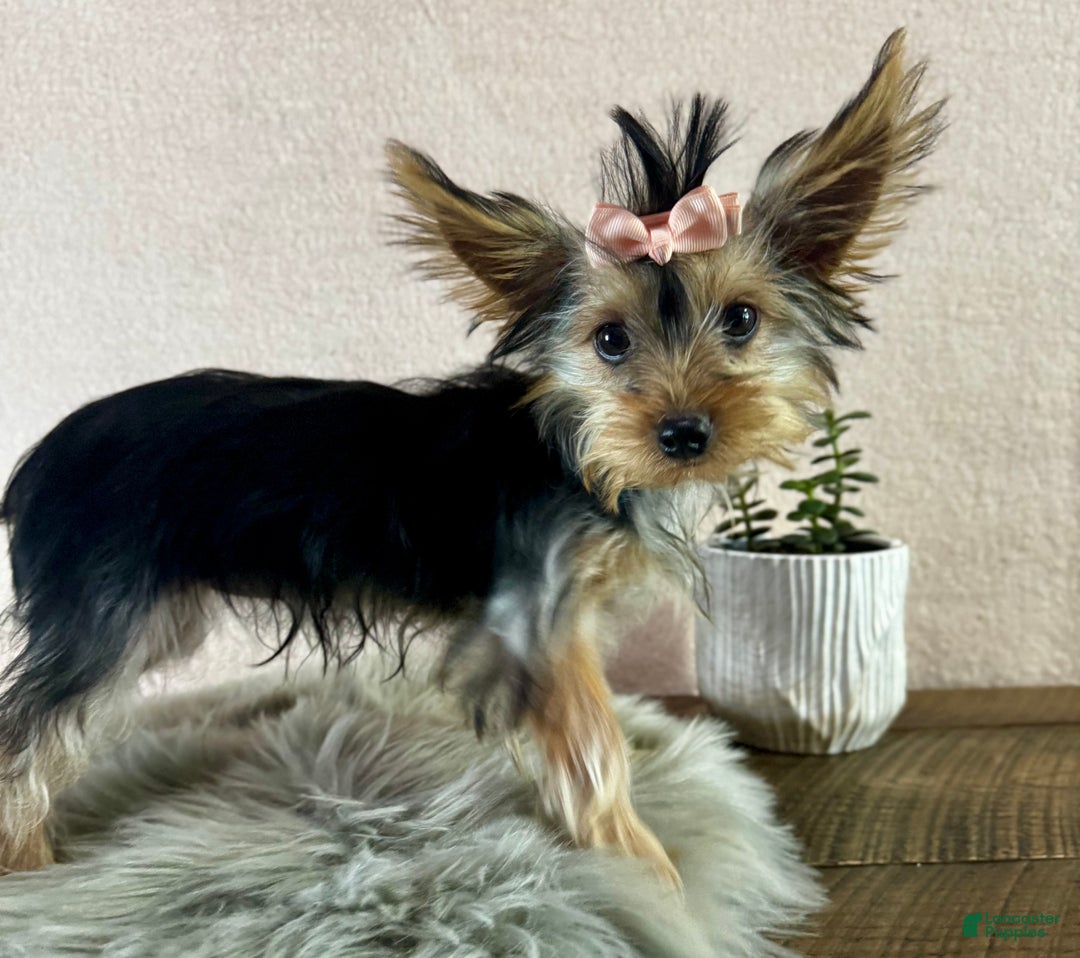 Yorkshire Terrier dogs for sale: Shania - Ad 15