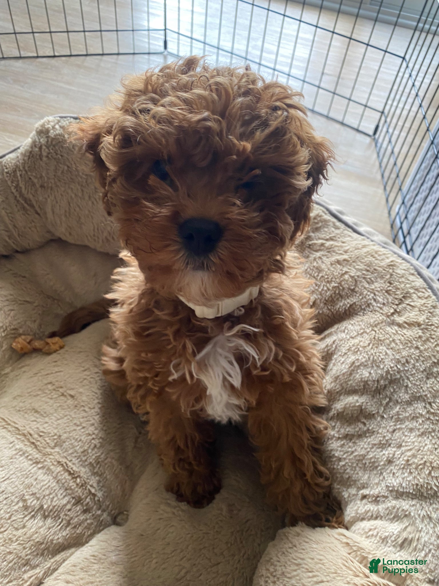 Cavapoo dogs Cavapoo Puppy 1 - Ad 12