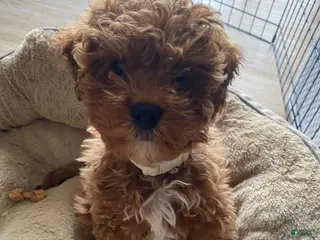 Cavapoo dogs Cavapoo Puppy 1 - Ad 12