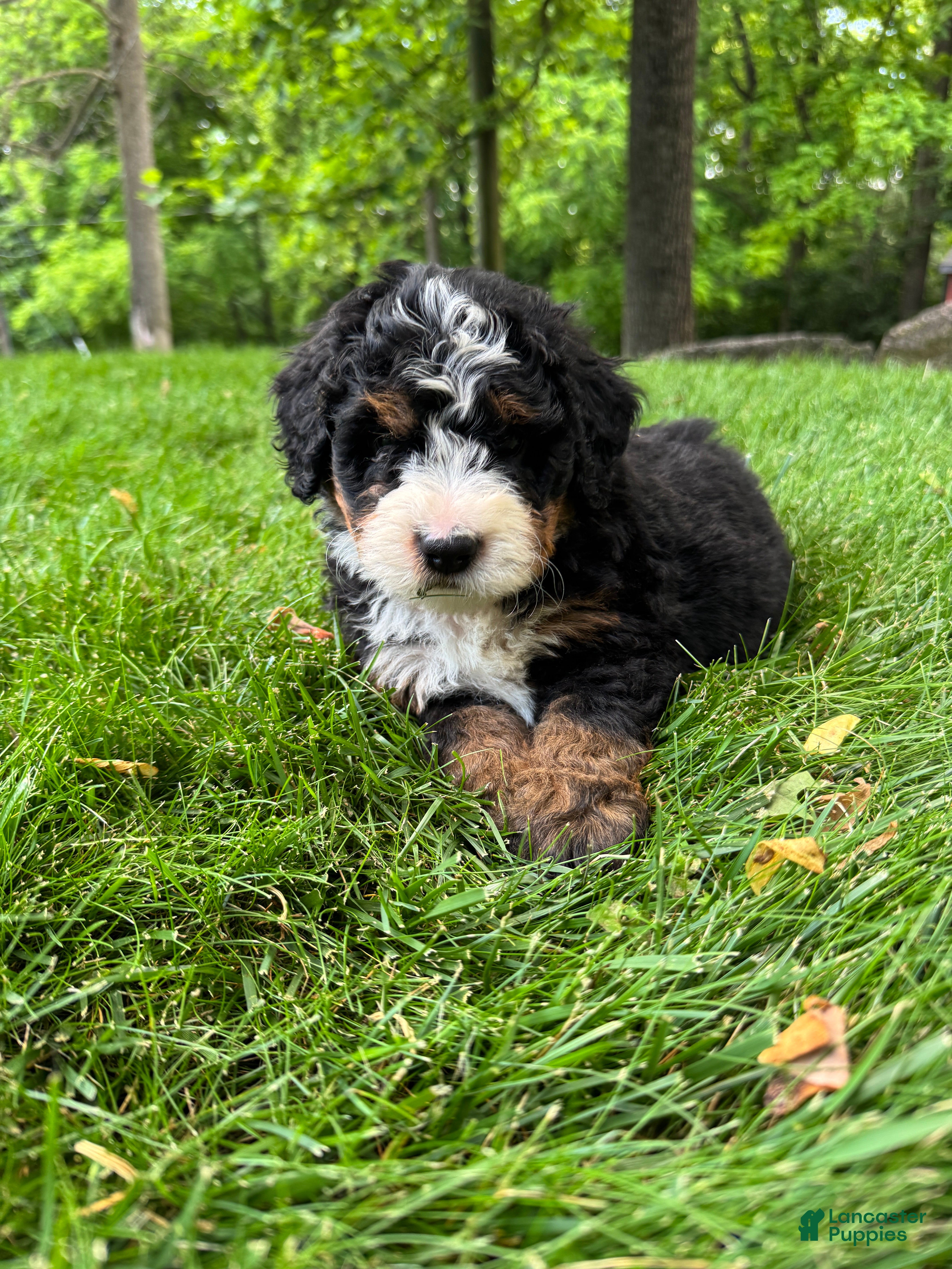 Mini Bernedoodle dogs for sale: Tucker - Ad 1