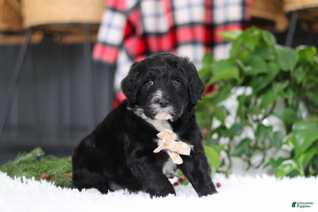 Portuguese Water Dog dogs for sale: Zeke - Ad 5