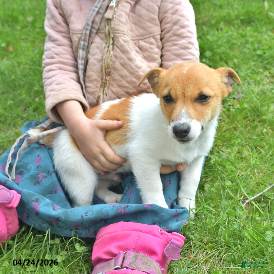 Jack Russell Terrier dogs Mocha - Ad 2