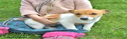 Jack Russell Terrier dogs for sale: Mocha - Ad 2