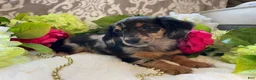 Miniature Dachshund dogs for sale: Lilly - Ad 4
