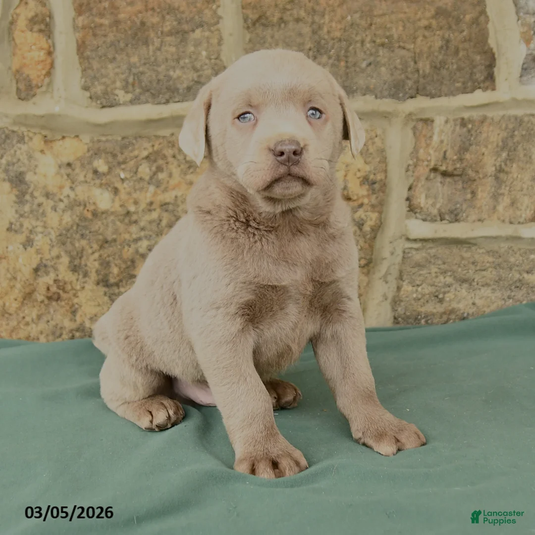 Labrador Retriever dogs for sale: Indie - Ad 3