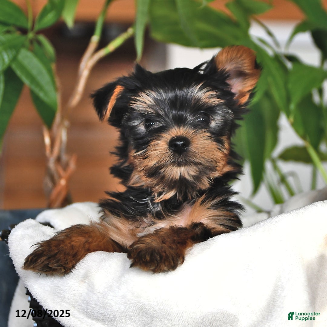 Yorkshire Terrier dogs for sale: Baxter - Ad 1