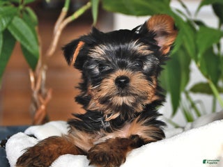Yorkshire Terrier dogs Baxter - Ad 22