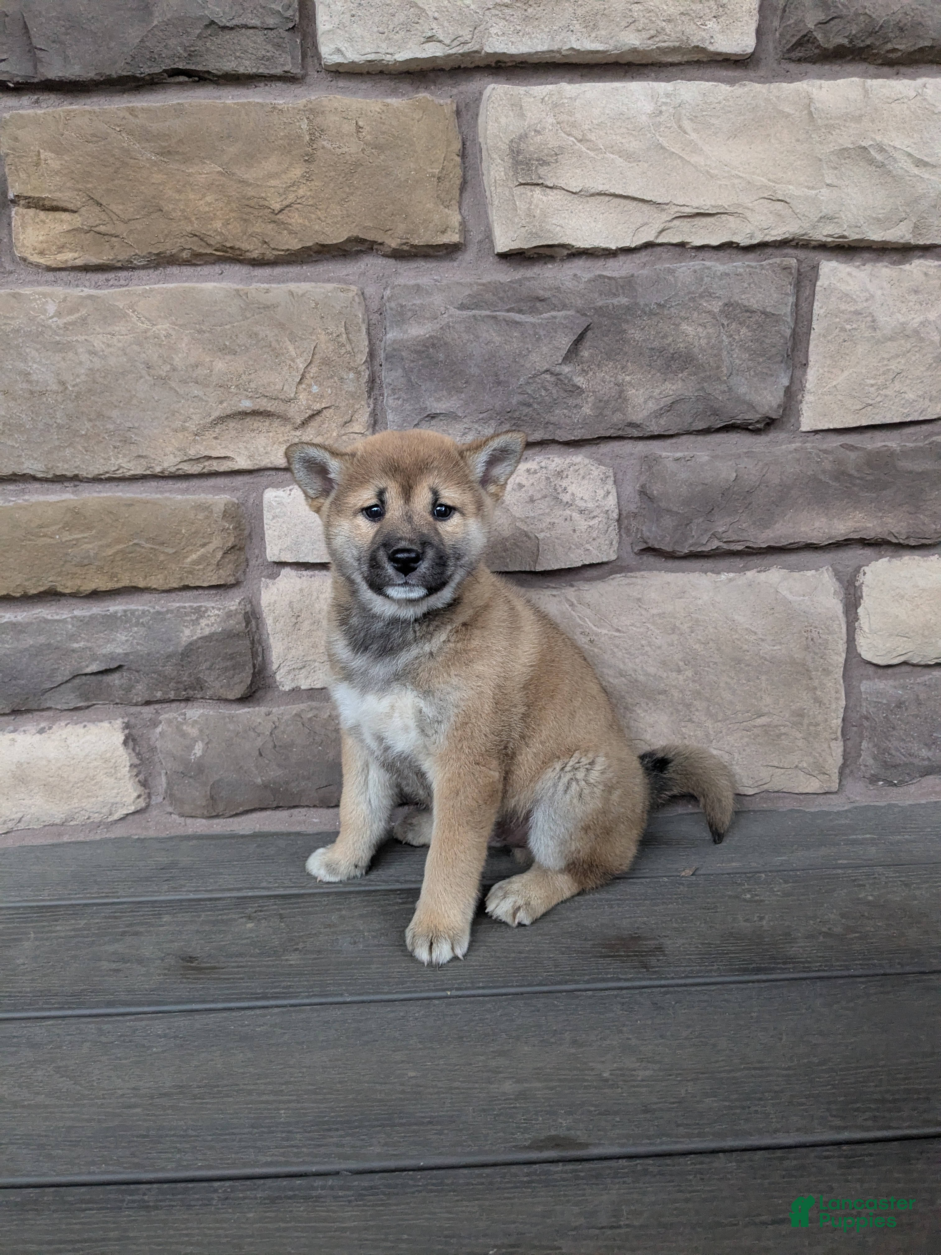 Shiba Inu dogs Shiba Inu Puppy 1 - Ad 2