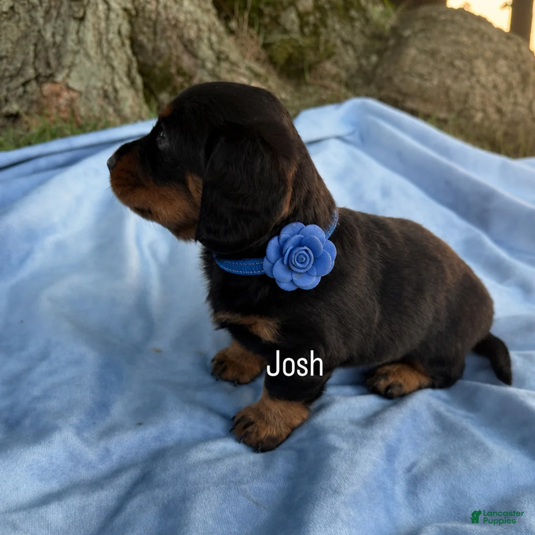 Miniature Dachshund dogs for sale: Josh - Ad 6