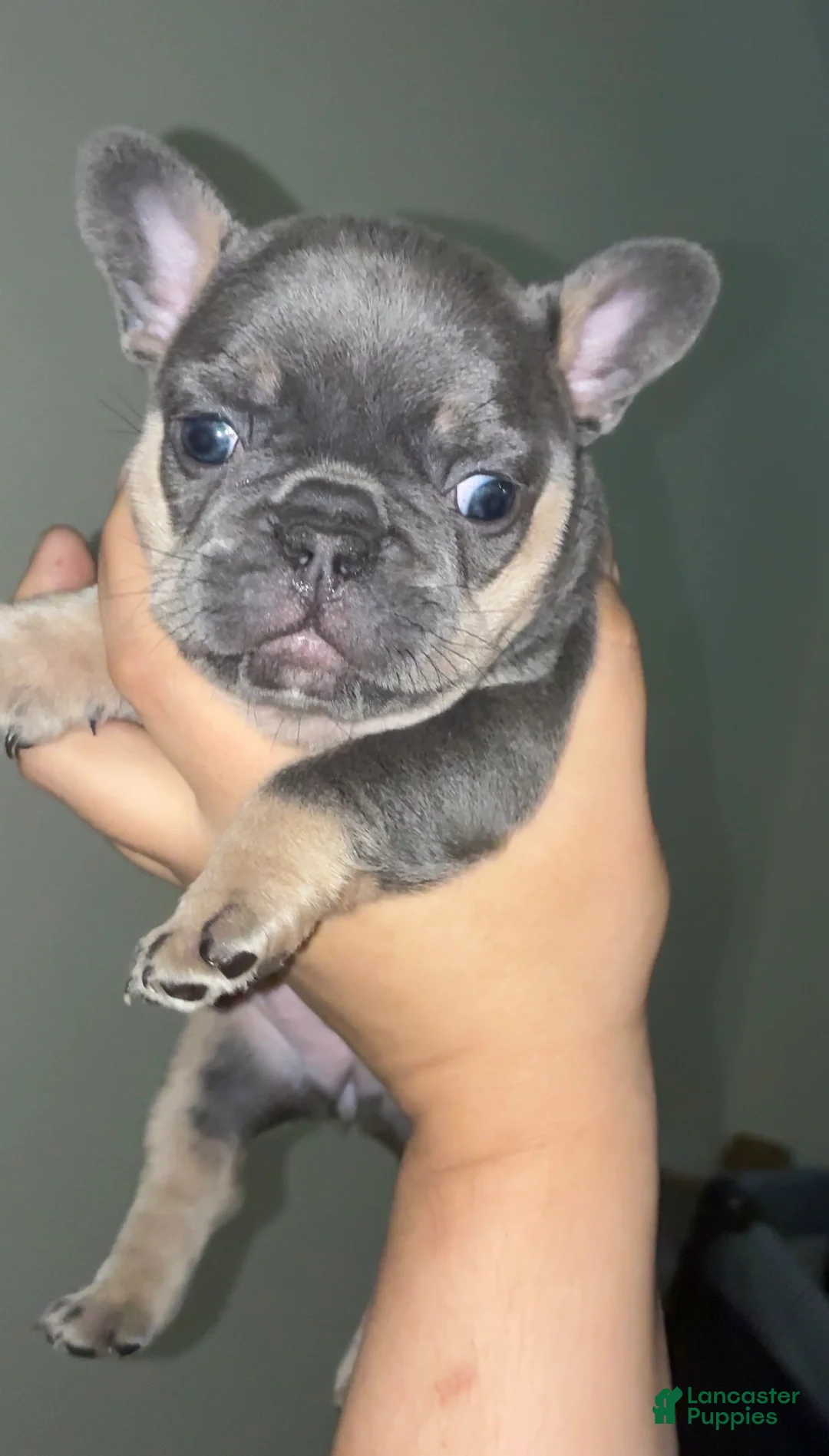 French Bulldog dogs for sale: French Bulldog 3 - Ad 1
