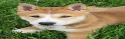 Shiba Inu dogs for sale: Bradon  - Ad 8