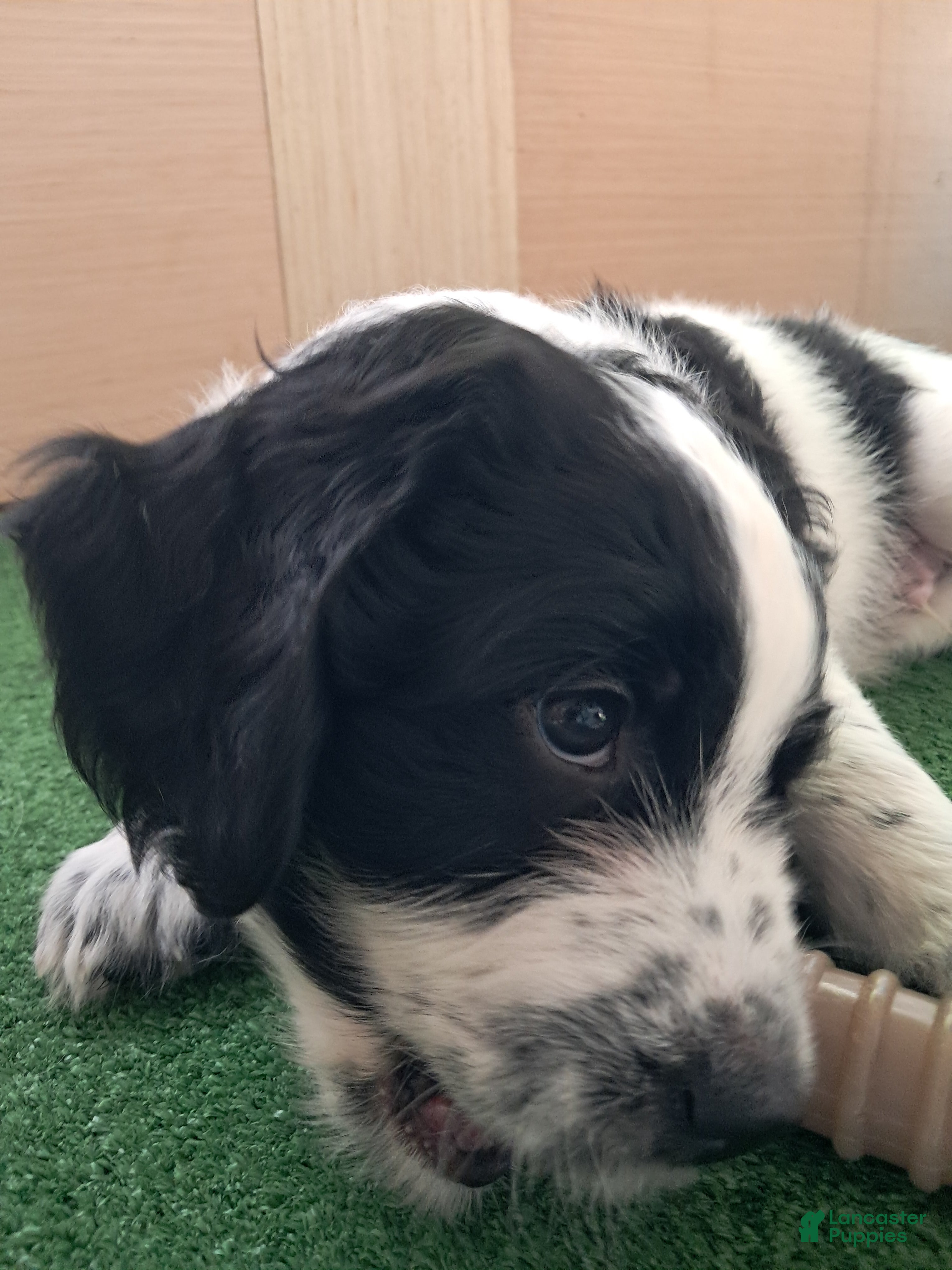 Double Doodle dogs Angus - Ad 1