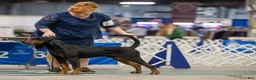 Black And Tan Coonhound dogs for sale: Pete - Ad 6