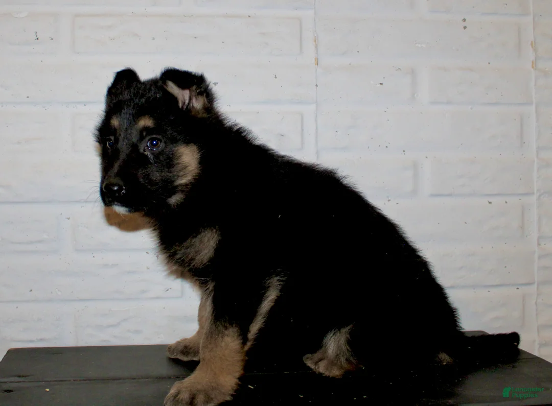 German Shepherd dogs for sale: Macy  - Ad 6