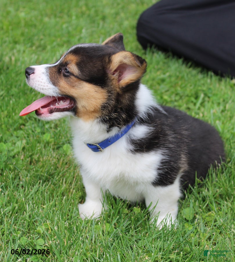 Welsh Corgi Pembroke dogs for sale: Duke - Ad 4