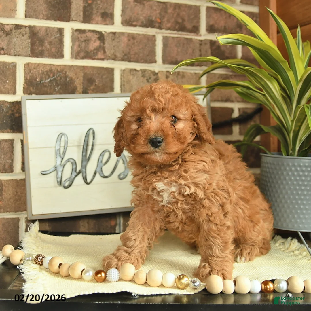 Mixed Breed dogs for sale: Olive  - Ad 4