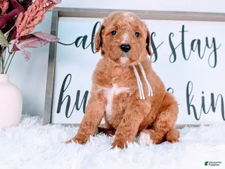 Goldendoodle dogs Roo - Ad 6