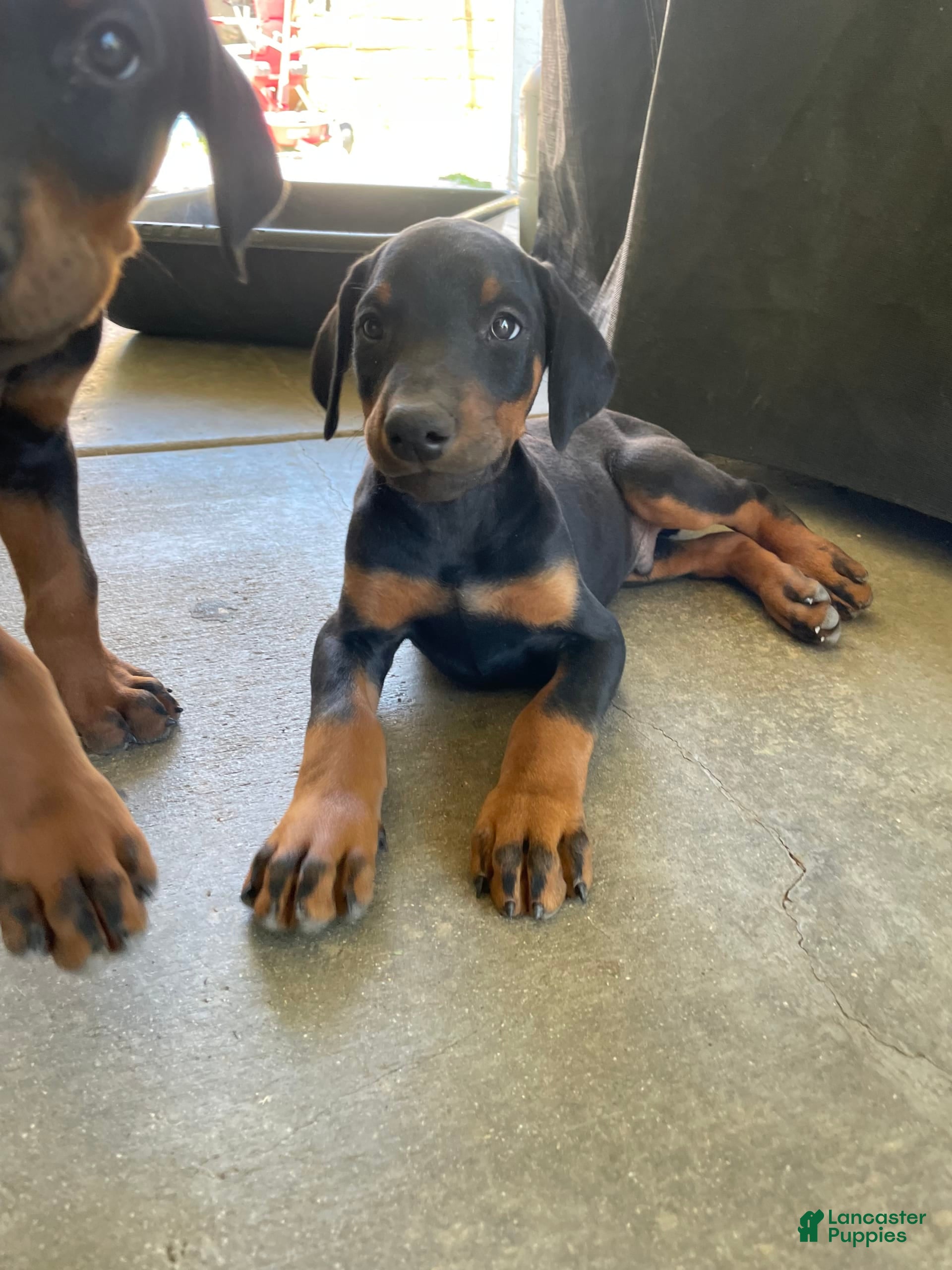 Doberman Pinscher Puppies for sale in California Lancaster Puppies