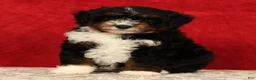 Mini Aussiedoodle dogs for sale: Sandy - Ad 1
