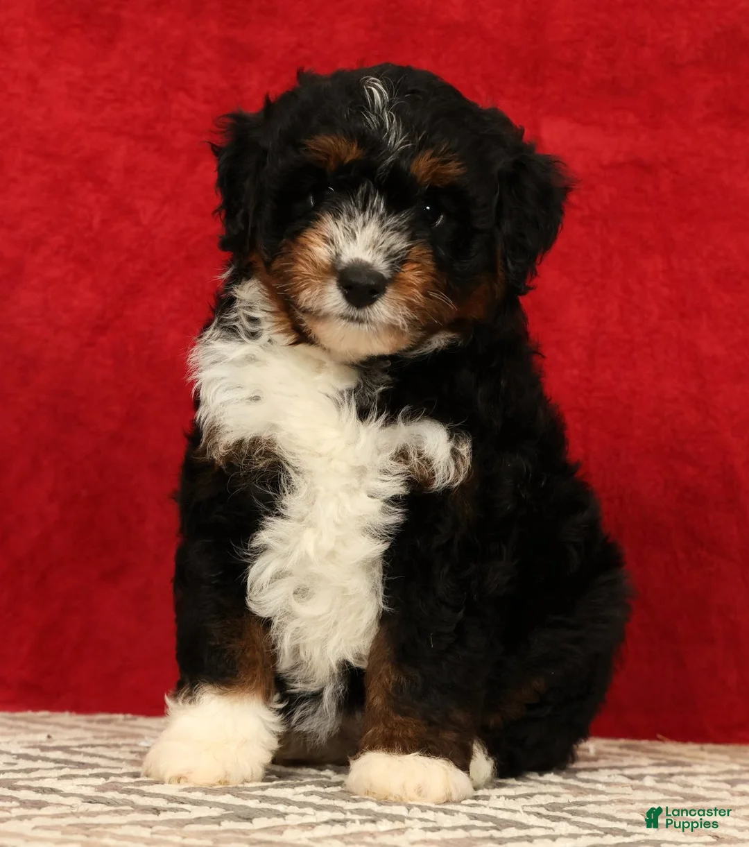 Mini Aussiedoodle dogs for sale: Sandy - Ad 1