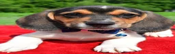 Beagle dogs for sale: Houston - Ad 4
