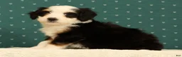 Mini Bernedoodle dogs for sale: Bella - Ad 8