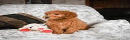 Cavapoo dogs for sale: Carrie - Ad 4
