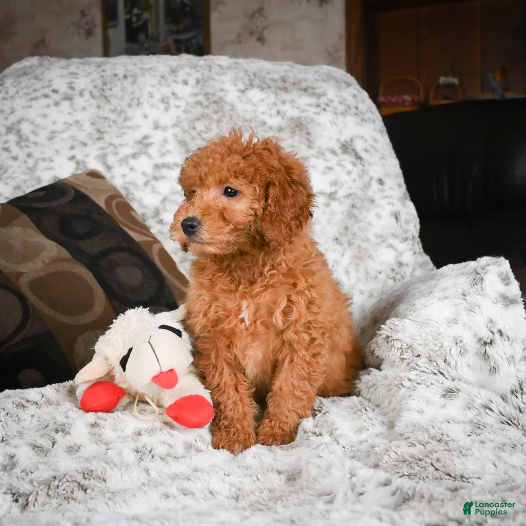 Cavapoo dogs for sale: Carrie - Ad 4