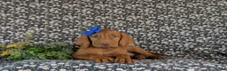 Vizsla dogs for sale: Amber - Ad 6
