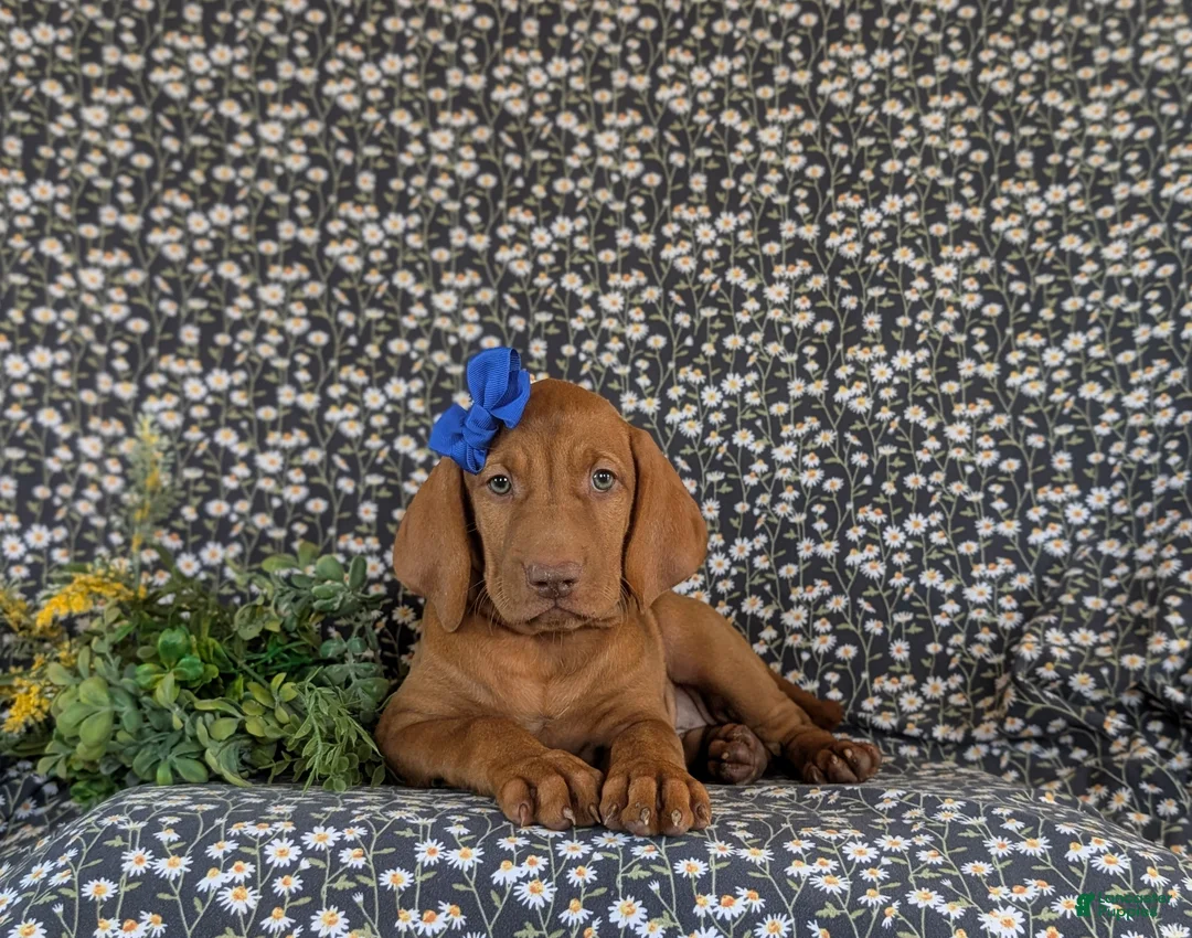 Vizsla dogs for sale: Amber - Ad 6