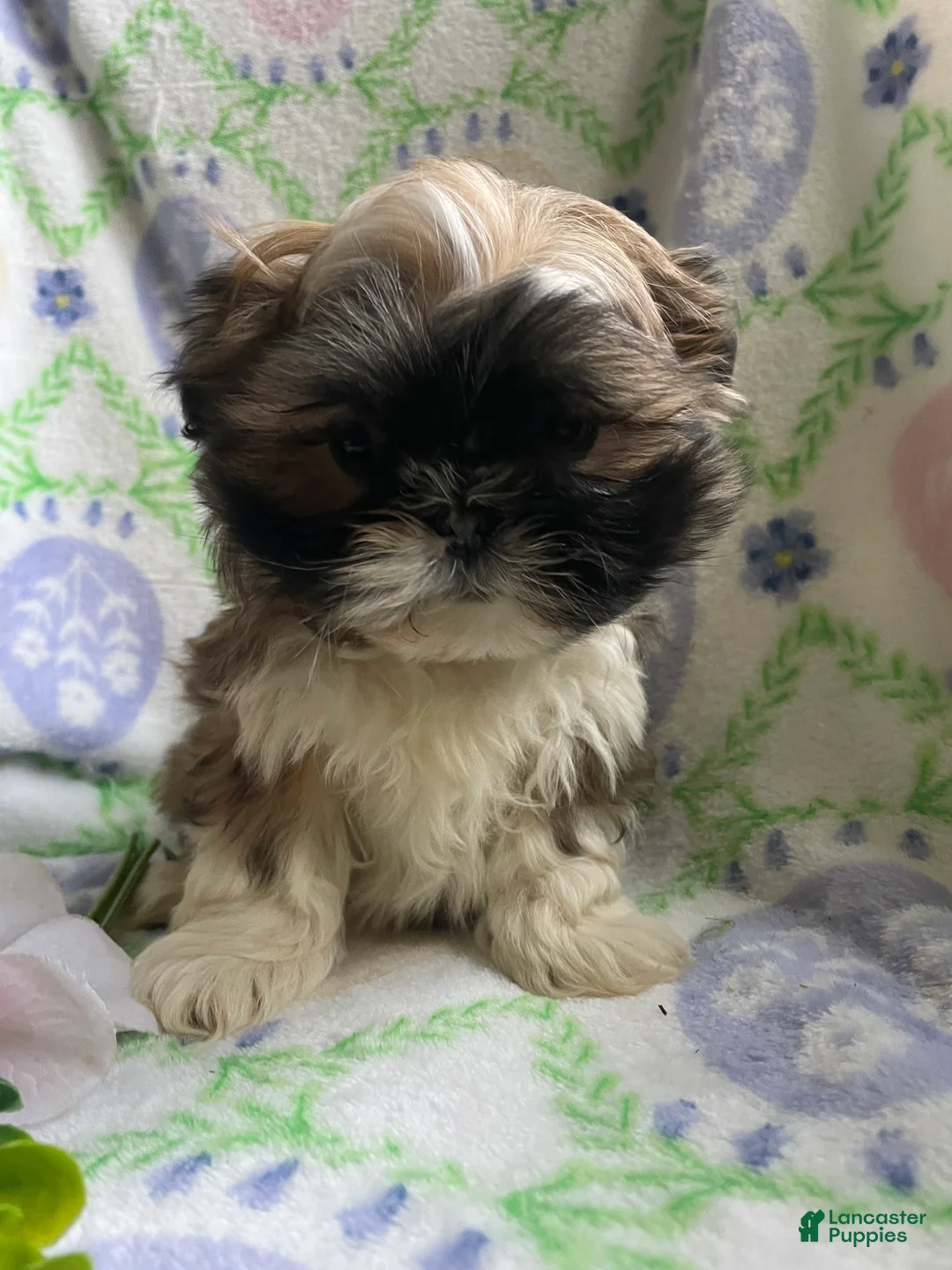 Shih Tzu dogs for sale: Petey - Ad 4