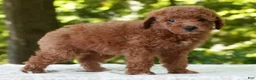 Mini Goldendoodle dogs for sale: Connor - Ad 5