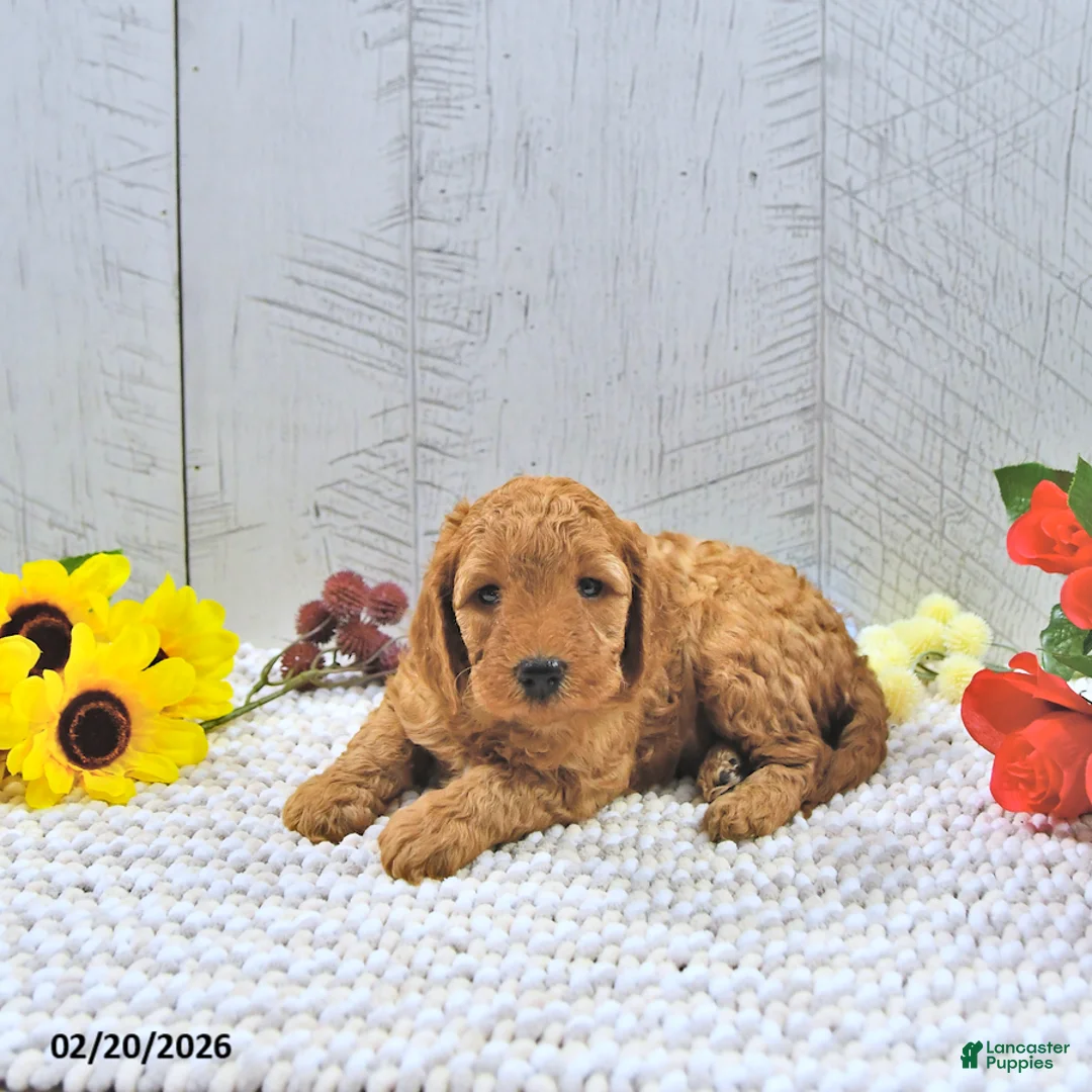 Mini Goldendoodle dogs for sale: Xavier - Ad 2