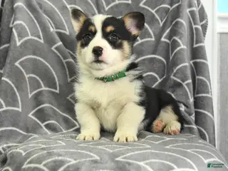 Welsh Corgi Pembroke dogs for sale: Klondike - Ad 1