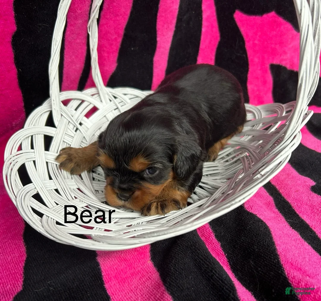 Cavalier King Charles Spaniel dogs for sale: Cavalier King Charles Spaniel Puppy 1 - Ad 1
