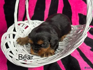 Cavalier King Charles Spaniel dogs Cavalier King Charles Spaniel Puppy 1 - Ad 5