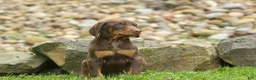 Doberman Pinscher dogs for sale:  Deacon (Red Rust) 🐶🖤🐾 - Ad 20