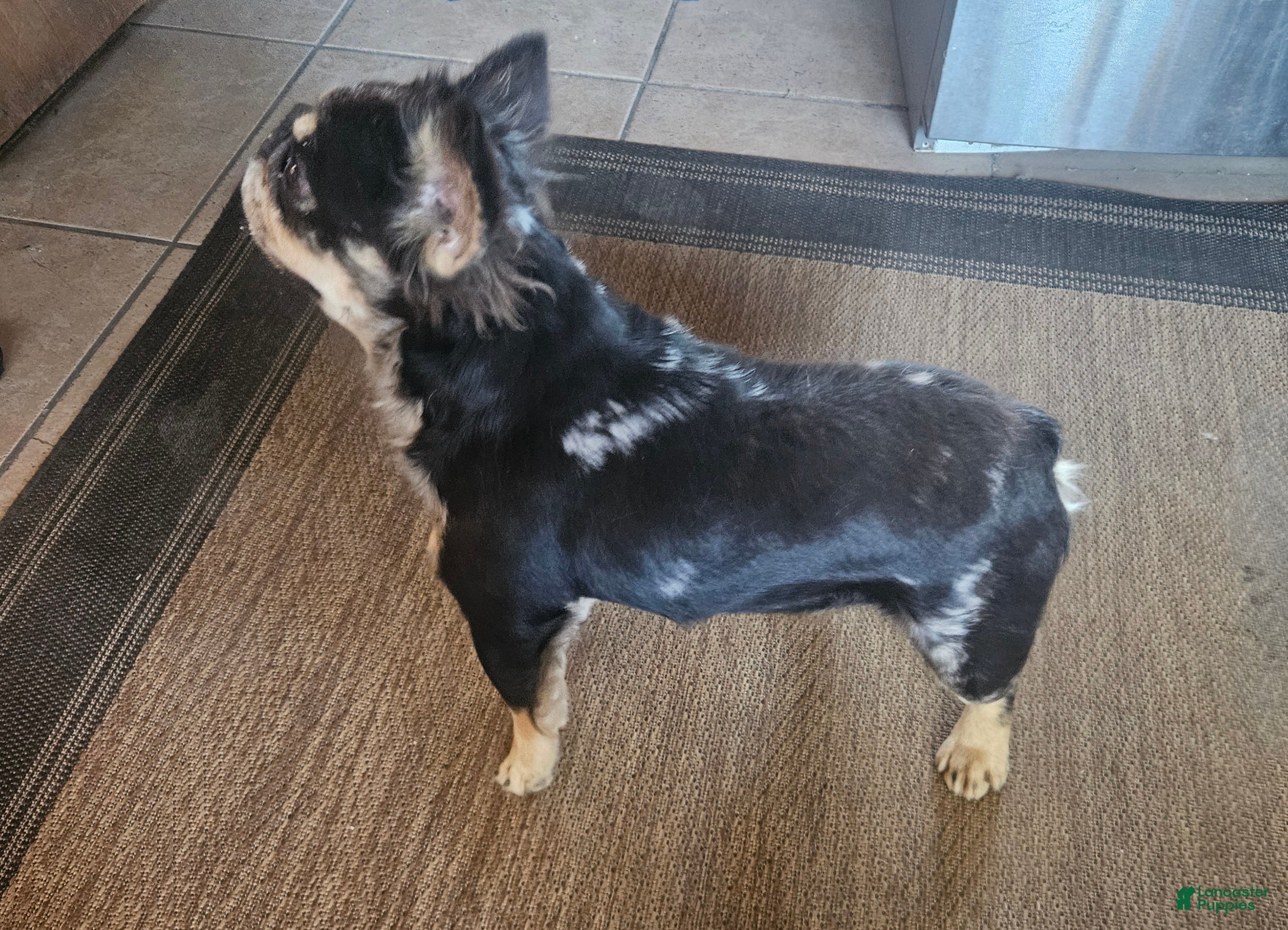 French Bulldog dogs Simba - Ad 37