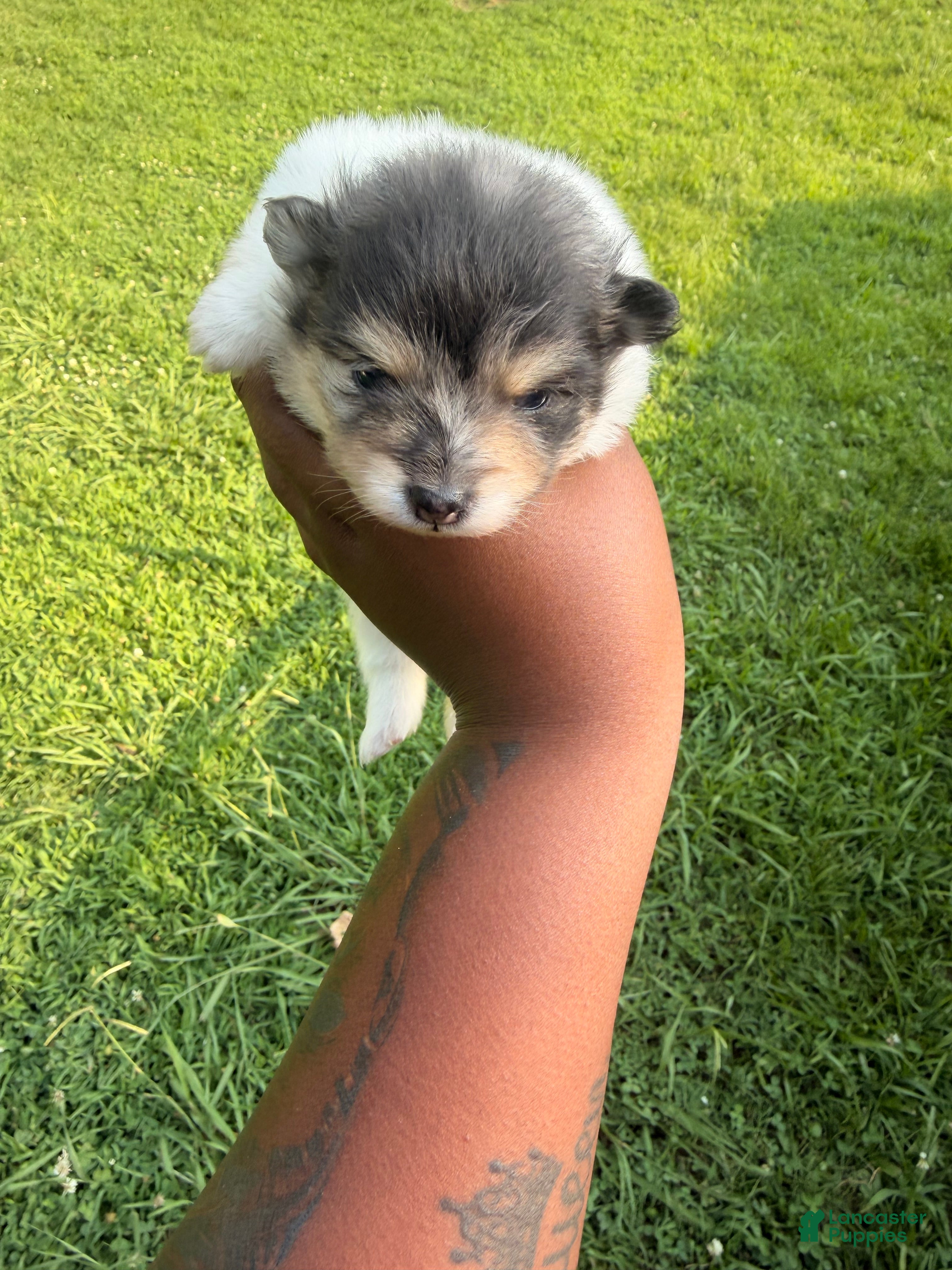 Pomeranian dogs Leo - Ad 28